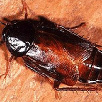 Absolute Serenity Pest Control - Exterior Roach - Pest Control Near Me - Long Beach, California Absolute Serenity Pest Control - Exterior Roach - Pest Control Near Me - Long Beach, California