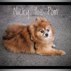 best mobile pet grooming near me