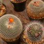 Photo of Philips Garden Center