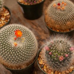 Philips Garden Center
