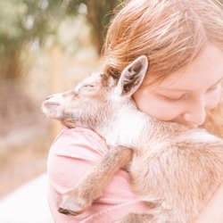 Peace Love Goat
