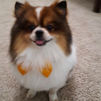 KB Doggies - Pet Groomers Near Me - West Palm Beach, Florida
