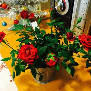 Trader Joe's - Mini rose pot!! - Grocery Near Me - Orange, California Trader Joe's - Mini rose pot!! - Grocery Near Me - Orange, California