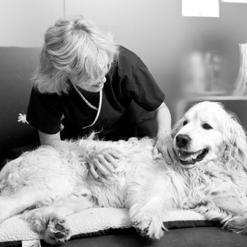 Village Vet - Highgate - Veterinarians Near Me - London, XGL Village Vet - Highgate - Veterinarians Near Me - London, XGL