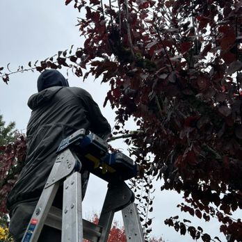 Maulolo Lawn Care Services - a man on a ladder trimming a tree - Lawn Services Near Me Maulolo Lawn Care Services - a man on a ladder trimming a tree - Lawn Services Near Me