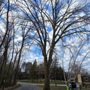 Patriot Tree & Landscape