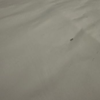 Hyatt House - Several bug carcasses on the same mattress cover. - Hotels Near Me - Lake Orion Township, Michigan Hyatt House - Several bug carcasses on the same mattress cover. - Hotels Near Me - Lake Orion Township, Michigan