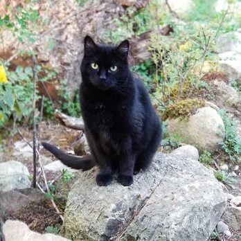 Tlc Veterinary Clinic - Happy Caturday, follow us on Facebook for up to date info! - Veterinarians Near Me - Olympia, Washington Tlc Veterinary Clinic - Happy Caturday, follow us on Facebook for up to date info! - Veterinarians Near Me - Olympia, Washington
