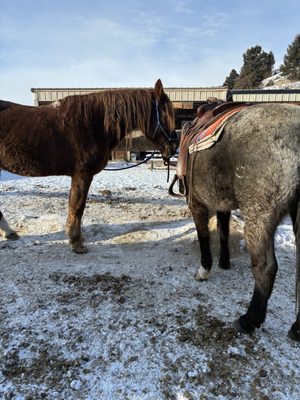 Jake's Horses Inc. by null