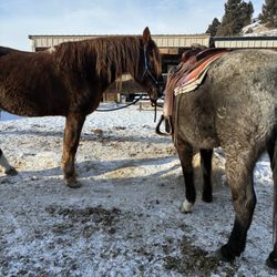 Jake's Horses