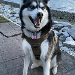 Good Dog - Winter the Siberian Husky