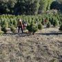Photo of Castro Valley Christmas Tree Farm