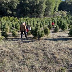 Castro Valley Christmas Tree Farm