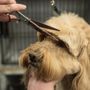 Photo of B-Pro Grooming