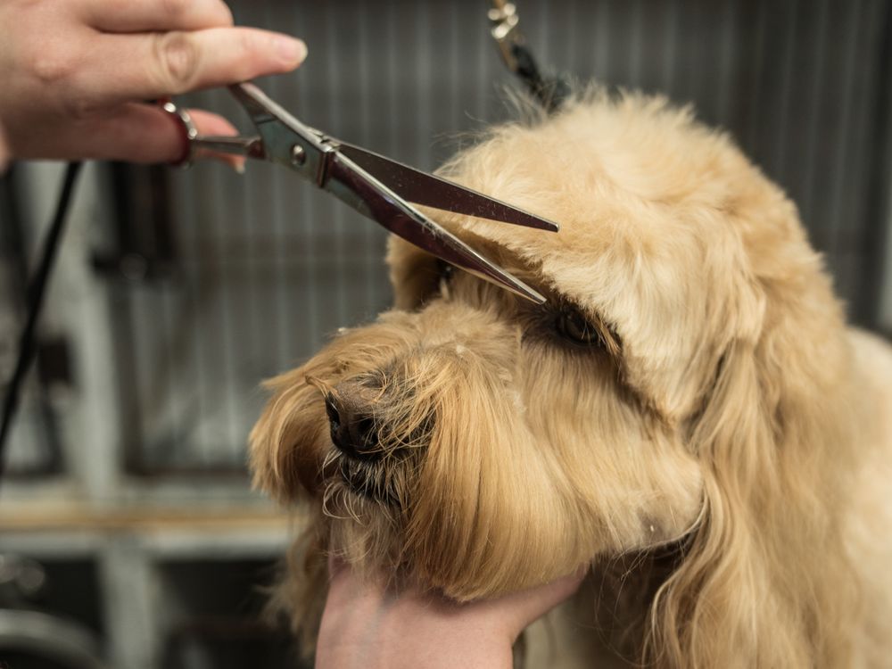 BPRO GROOMING Updated September 2024 41 Photos 23 Conservation