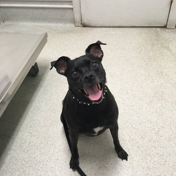 VCA Blum Animal Hospital - Bonita! - Veterinarians Near Me - Chicago, Illinois VCA Blum Animal Hospital - Bonita! - Veterinarians Near Me - Chicago, Illinois