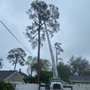 Photo of Robert's Tree Service
