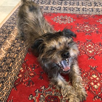 Jennifer's Dogs - What a big yawn! - Pet Training Near Me Jennifer's Dogs - What a big yawn! - Pet Training Near Me