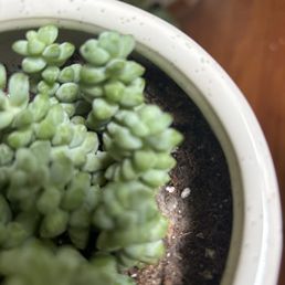 Moldy soil even after repotting!