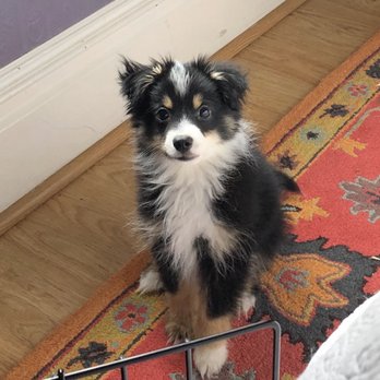 Lucky Little Aussies - Pet Breeders Near Me Lucky Little Aussies - Pet Breeders Near Me