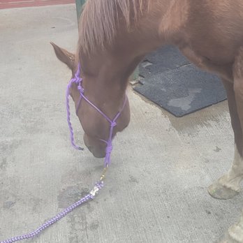 Loomis Basin Equine - Veterinarians Near Me - Penryn, California