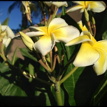 Green Desert Wholesale Tree Nursery - Quality plants, trees and bushes that are gorgeous!  The prices and the people who work here are so knowledgable and friendly! - Nurseries & Gardening Near Me - Indio, California