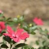 San Antonio Missions National Historical Park gift card