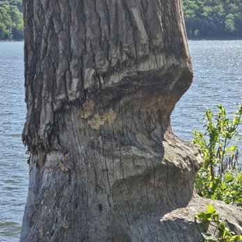 Edgar Evins State Park - Parks Near Me - Silver Point, Tennessee