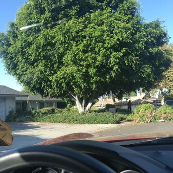 Freddy's Tree Service - Freddy's came out today and I am so happy with their work. They tamed our four monster trees. This is before. - Tree Services Near Me - Anaheim, California Freddy's Tree Service - Freddy's came out today and I am so happy with their work. They tamed our four monster trees. This is before. - Tree Services Near Me - Anaheim, California