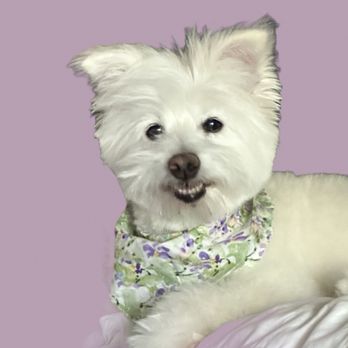 Tender Touch Grooming - Miss Lily , ready for Dogue fashion shoot. - Pet Groomers Near Me - Granada Hills, California Tender Touch Grooming - Miss Lily , ready for Dogue fashion shoot. - Pet Groomers Near Me - Granada Hills, California