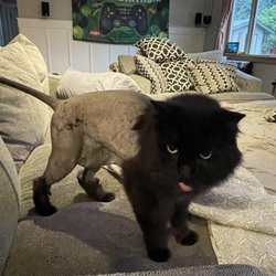 Furtician - Cat haircut