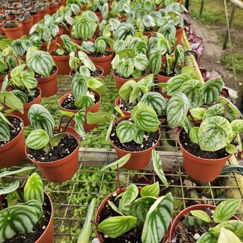 rhododendron dark lord Nursery.ca