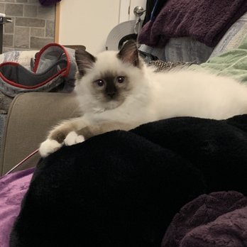 Fur Real Ragdolls - Castiel (Ragdoll Kitten) - Pet Breeders Near Me Fur Real Ragdolls - Castiel (Ragdoll Kitten) - Pet Breeders Near Me