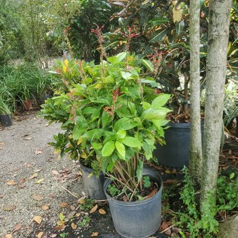 Pop's Nursery - Nurseries & Gardening Near Me - Hollywood, Florida