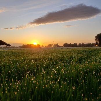 Grass Farm - Beautiful morning on our new Dwarf Champion field - Nurseries & Gardening Near Me - Morgan Hill, California Grass Farm - Beautiful morning on our new Dwarf Champion field - Nurseries & Gardening Near Me - Morgan Hill, California