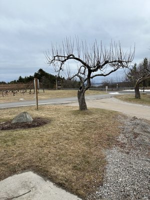 Grand Traverse Bike Tours by null