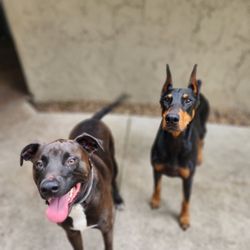 Staci's Pet Sitting & Training - Buddy met a new friend