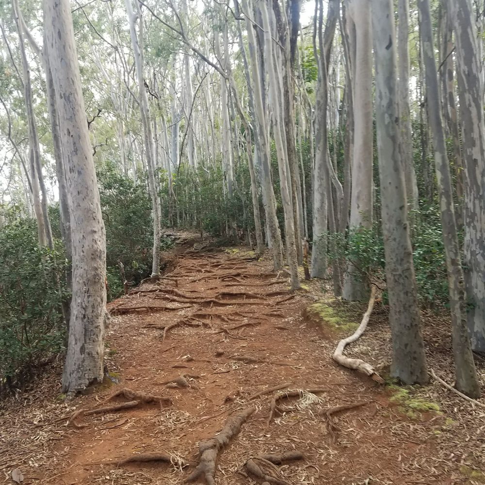 Aiea Loop Trail - Hiking Near Me - Aiea, Hawaii