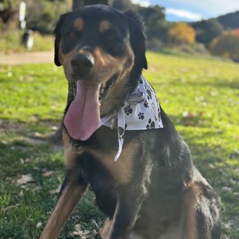 PetSmart - Jimmy is due for a bath! - Pet Stores Near Me - Canoga Park, California PetSmart - Jimmy is due for a bath! - Pet Stores Near Me - Canoga Park, California