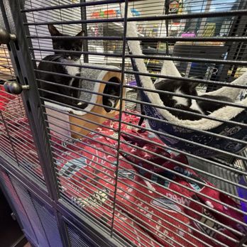 Pets Plus - I know this cat was pissed - Pet Stores Near Me - Stafford, Virginia Pets Plus - I know this cat was pissed - Pet Stores Near Me - Stafford, Virginia