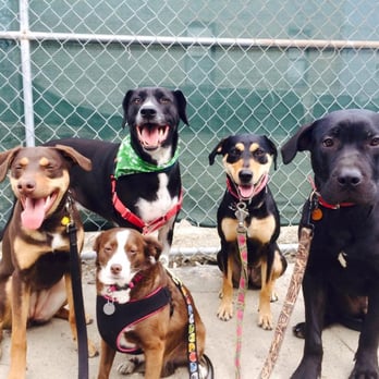 Fido's Gotta Go - Dog Walkers Near Me - Chicago, Illinois Fido's Gotta Go - Dog Walkers Near Me - Chicago, Illinois