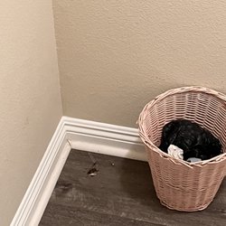 Sunnycrest Senior Living - Cockroach Infestation