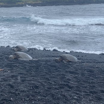 49 Black Sand Beach - Forbidden to touch , protected species - Beaches Near Me - Kamuela, Hawaii 49 Black Sand Beach - Forbidden to touch , protected species - Beaches Near Me - Kamuela, Hawaii