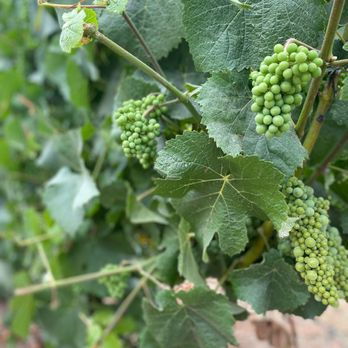 Iron Horse Vineyards - Wineries Near Me - Sebastopol, California Iron Horse Vineyards - Wineries Near Me - Sebastopol, California