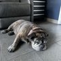 Photo of Smog One Test Only