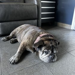 Smog One Test Only - shop doggie