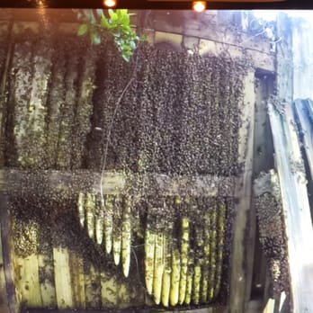 Bee About It - Bee Removal From Hollywood Fence - Pest Control Near Me - Margate, Florida Bee About It - Bee Removal From Hollywood Fence - Pest Control Near Me - Margate, Florida