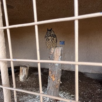 Raptor Ranch - Poor owl, alone on the perch, neglected and mistreated. - RV Parks Near Me - Williams, Arizona