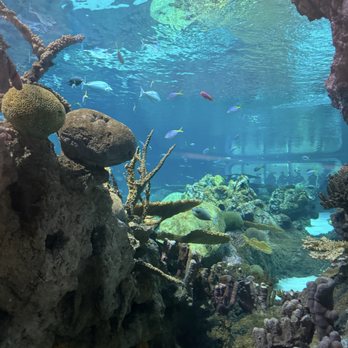 Seattle Aquarium - Aquariums Near Me - Seattle, Washington