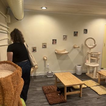 Nabi Cat Cafe - Themed Cafes Near Me - Santa Clara, California Nabi Cat Cafe - Themed Cafes Near Me - Santa Clara, California